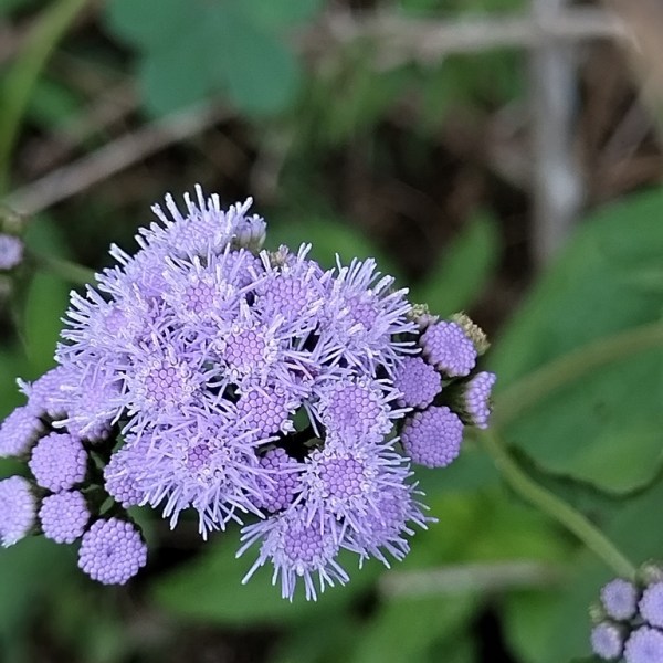 Ageratum corymbosum