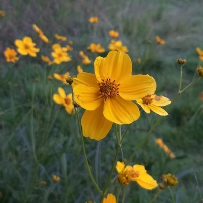 Bidens aurea