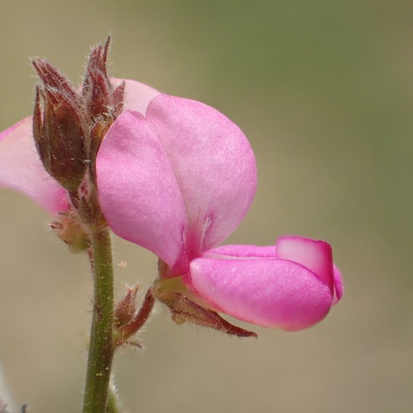Desmodium scorpiurus