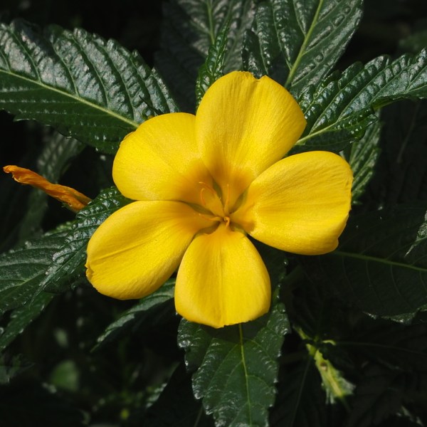 Turnera ulmifolia