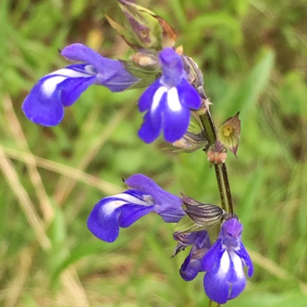 Salvia laevis