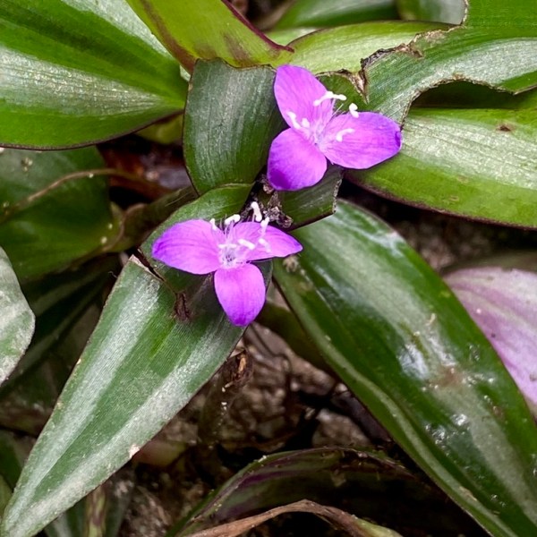 Tradescantia zebrina