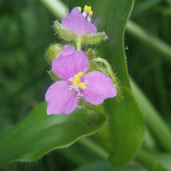 Tripogandra purpurascens