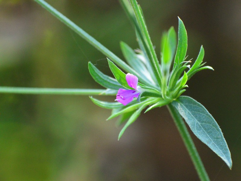 Dicliptera peduncularis