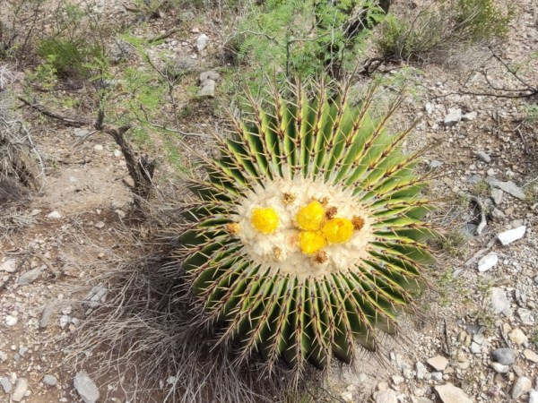 Echinocactus platyacanthus