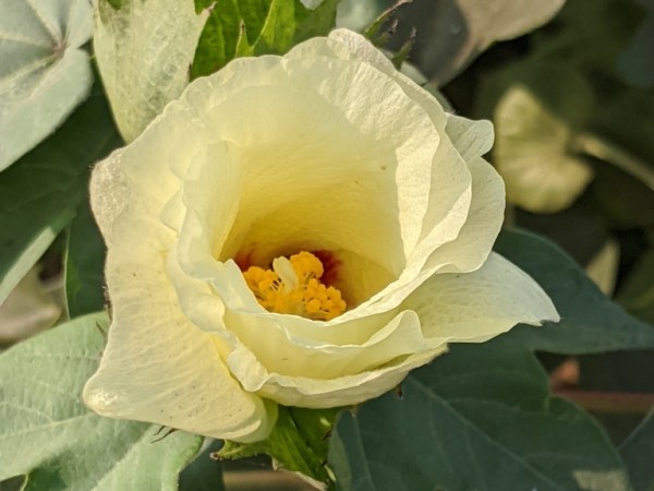 Gossypium hirsutum