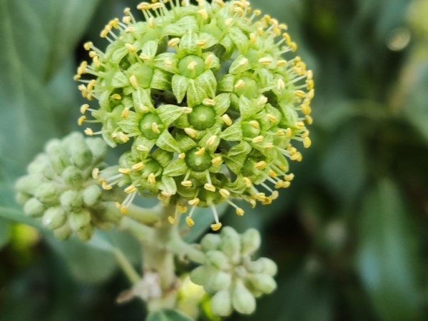 Hedera helix