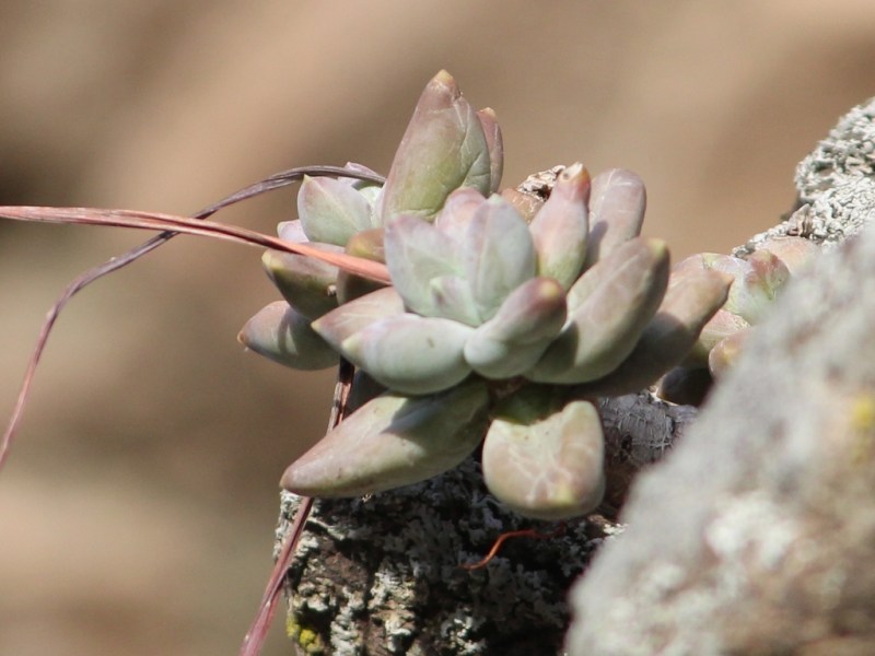 Pachyphytum compactum