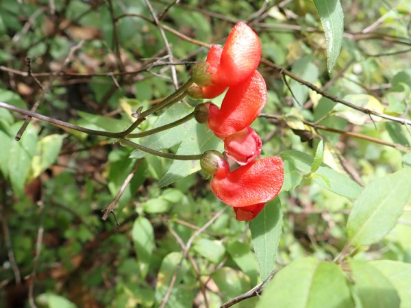 Phaseolus coccineus