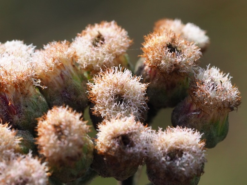 Pluchea carolinensis