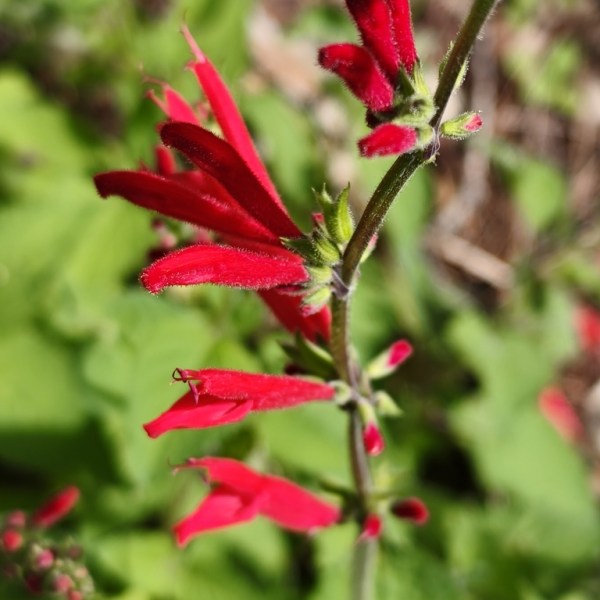 Salvia elegans