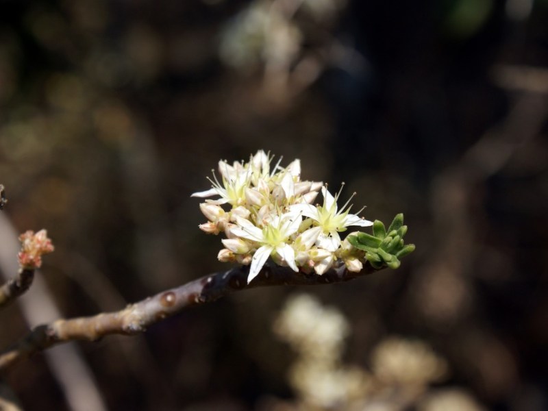 Sedum frutescens