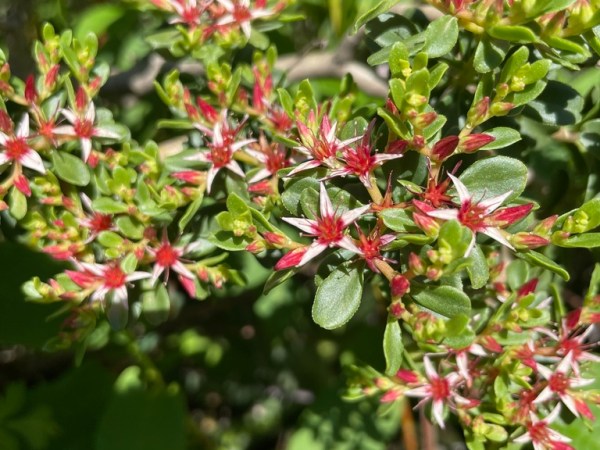Sedum oxypetalum