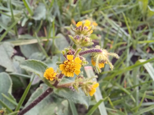 Sigesbeckia jorullensis