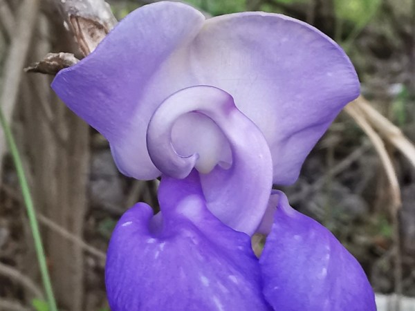 Sigmoidotropis speciosa