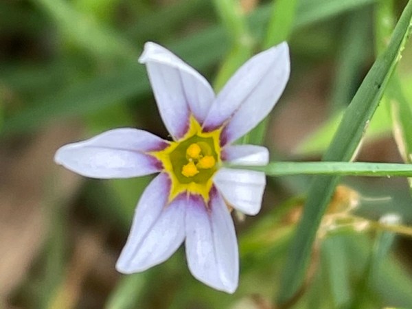 Sisyrinchium micranthum