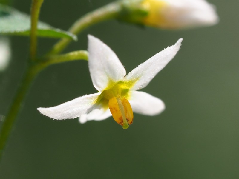 Solanum americana