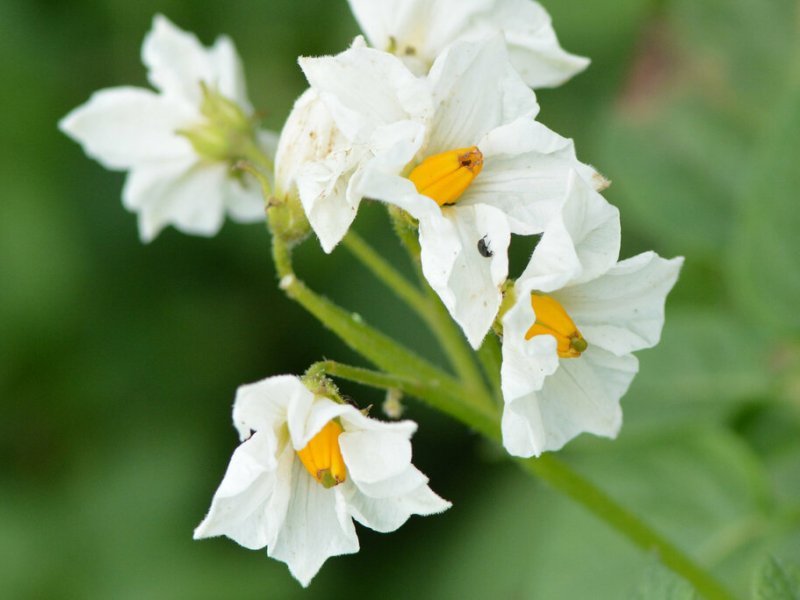 Solanum tuberosum