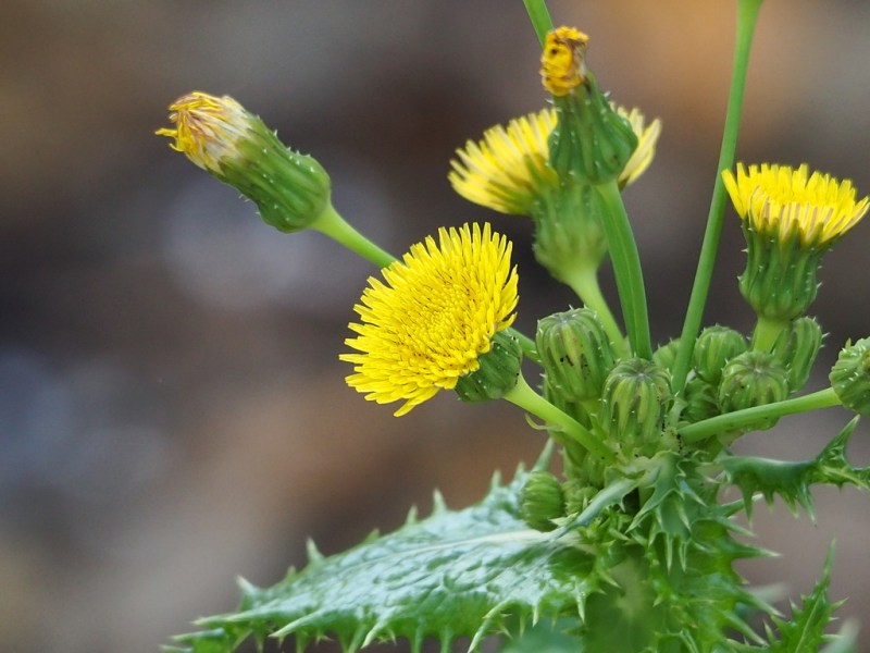 Sonchus asper