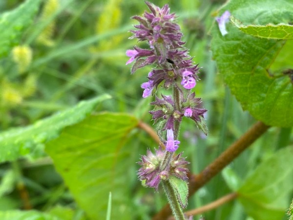 Stachys agraria