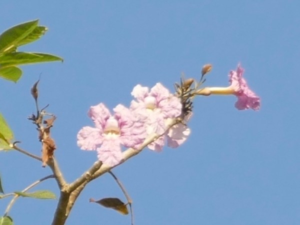 Tabebuia rosea