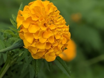 Tagetes erecta