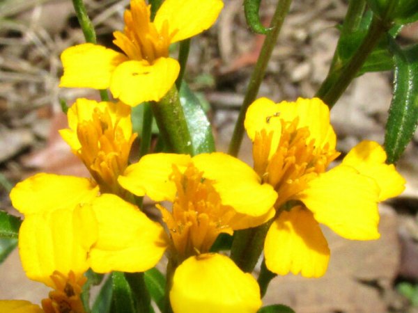 Tagetes lucida