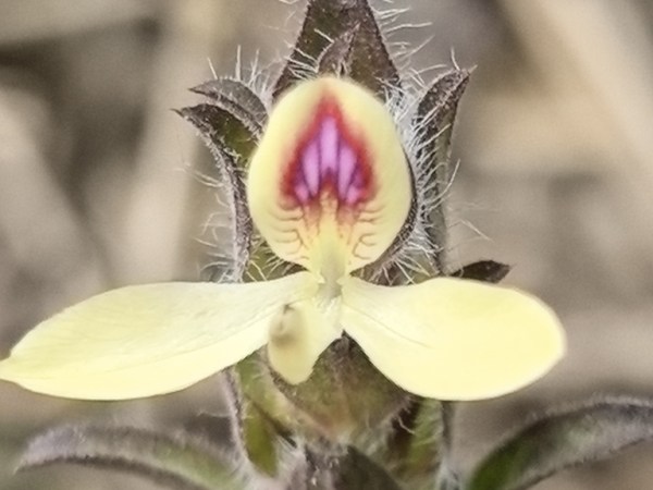 Tetramerium nervosum