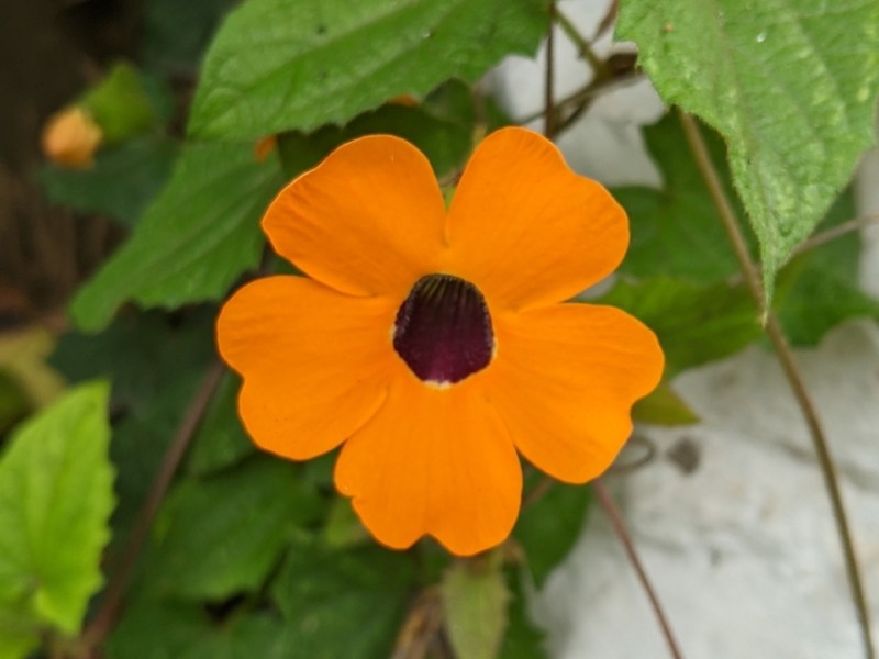Thunbergia alata