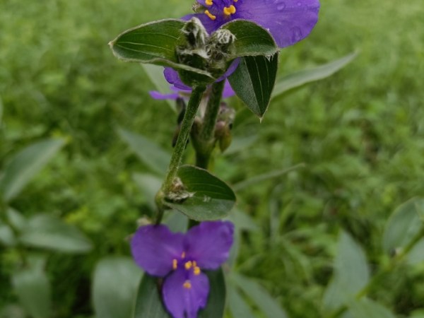 Tradescantia crassifolia