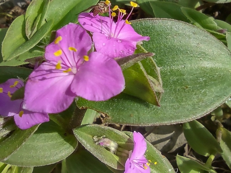 Tradescantia sillamontana