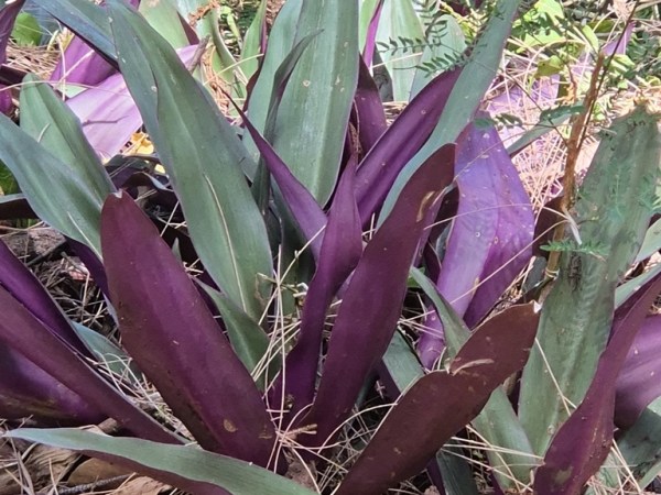 Tradescantia spathacea