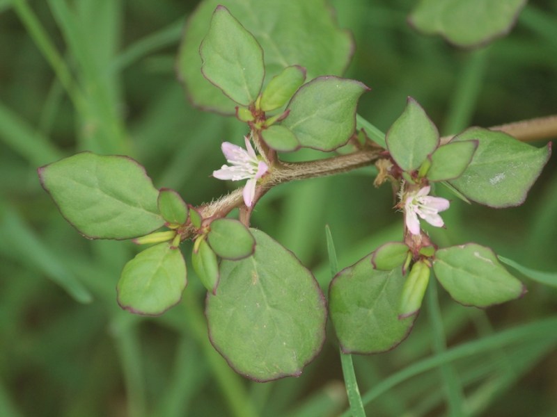 Trianthema portulacastrum
