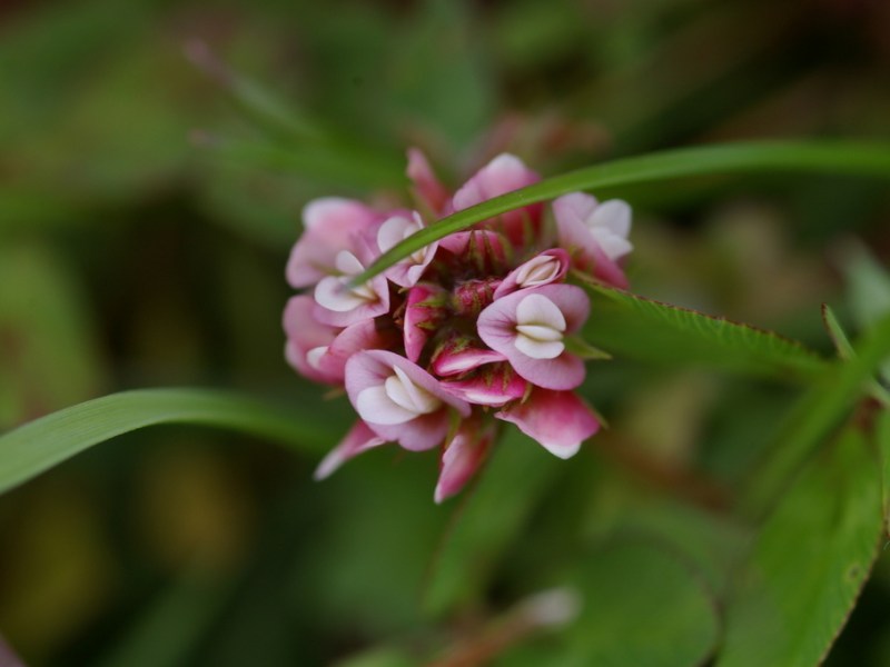 Trifolium amabile
