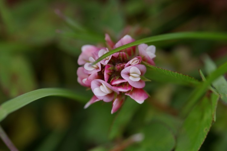 Trifolium amabile