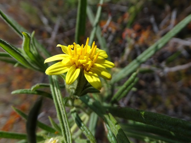 Trixis inula