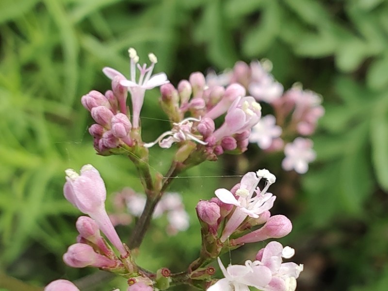 Valeriana urticifolia