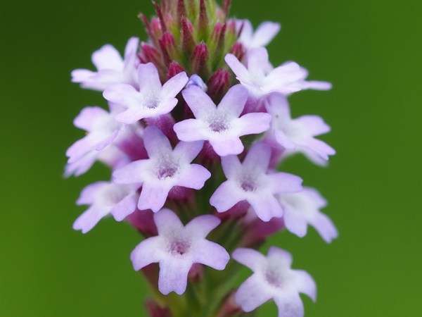 Verbena litoralis