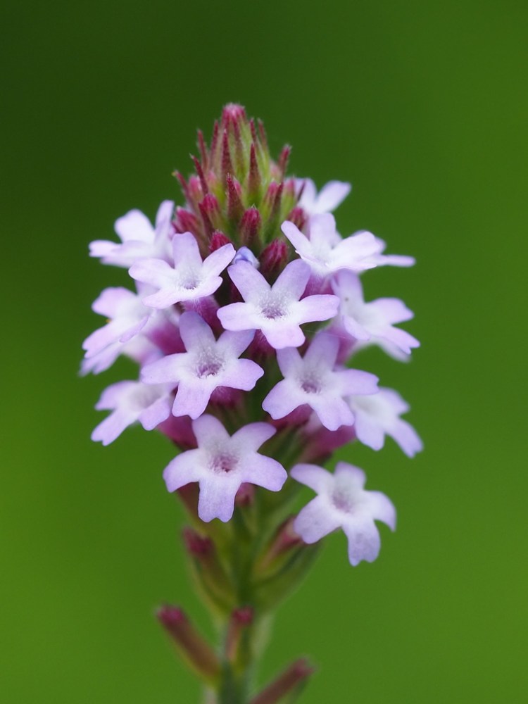 Verbena litoralis