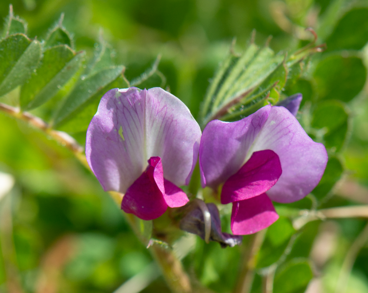 Vicia sativa