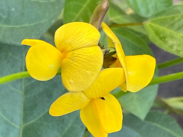 Vigna luteola