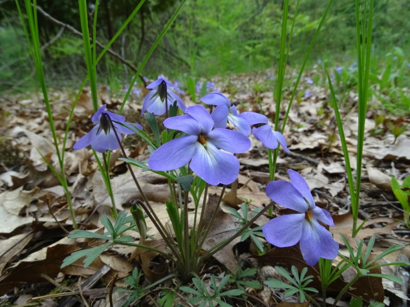 Viola pedata