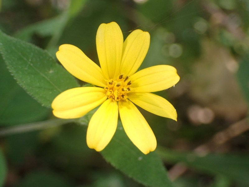 Wedelia acapulcensis