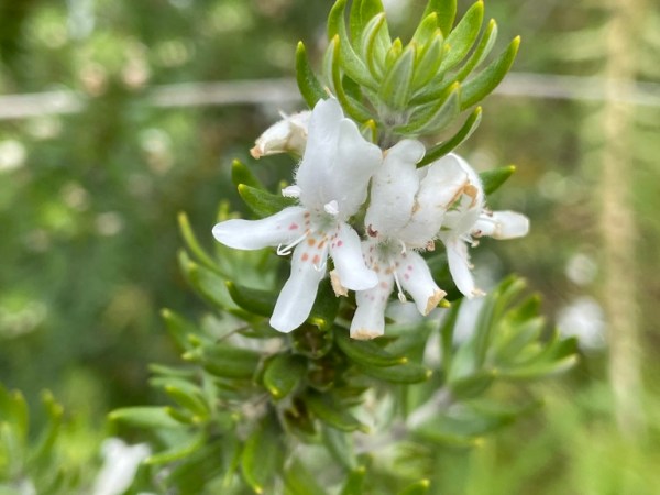 Westringia fruticosa