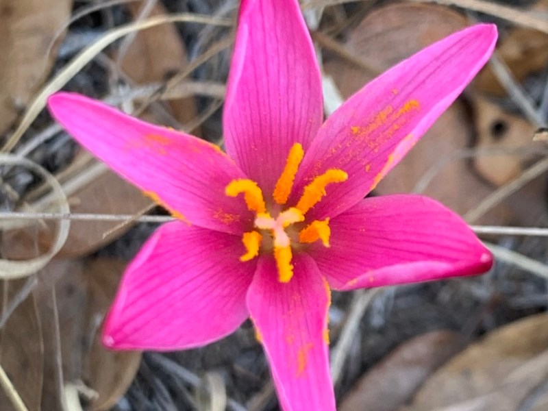 Zephyranthes fosteri